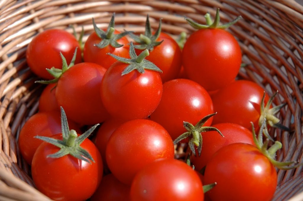 Export of tomatoes